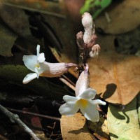 Gastrodia gunatillekeorum